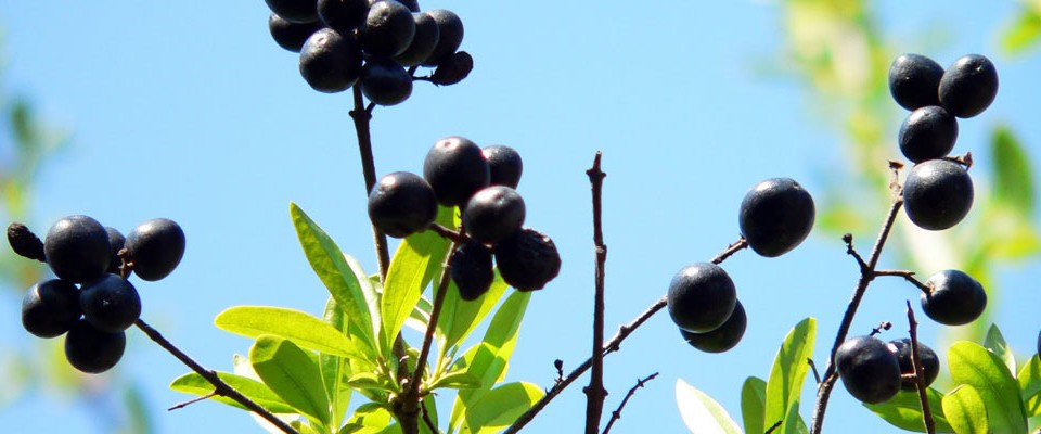 Banner- Blueberries