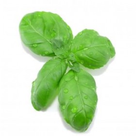 Basil Basil