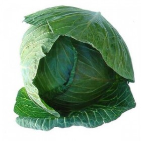 Cabbage Cabbage