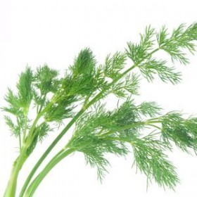 Dill Dill