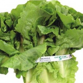 Escarole Escarole