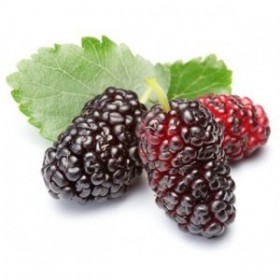 Mulberry Mulberry