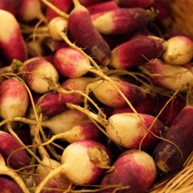 Radish Radish