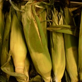 corn corn